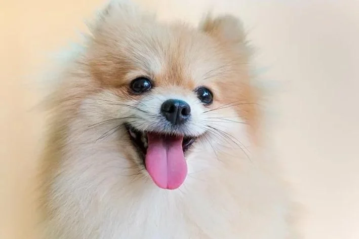 Lulu da Pomerânea