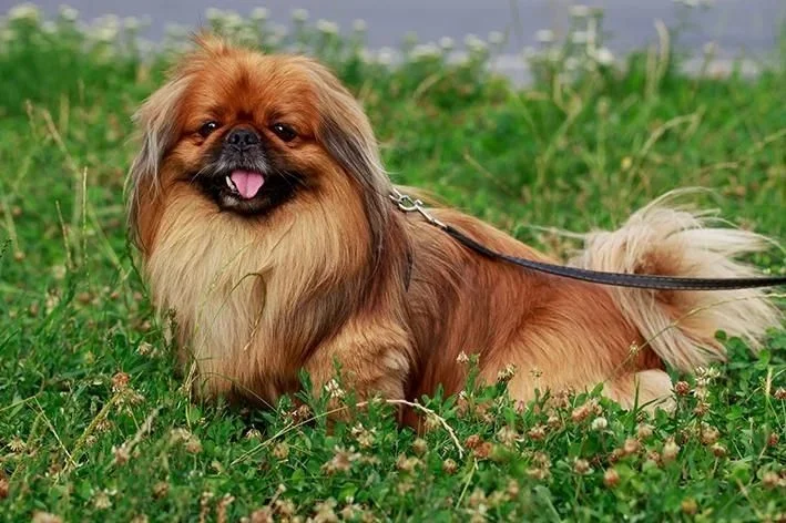 pequinês raças de cachorro pequeno