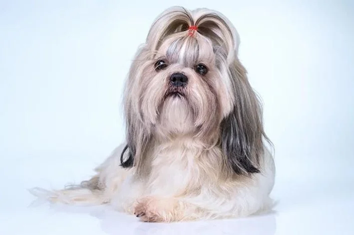 Shih-Tzu deitado