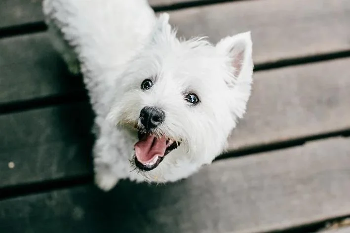 West Highland White Terrier olhando para o tutor