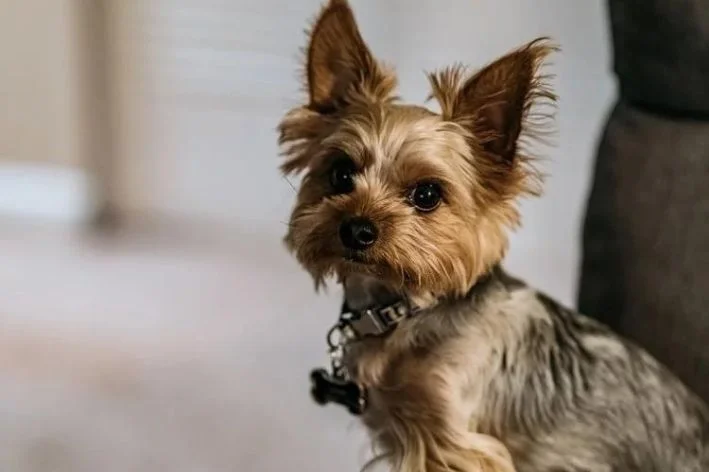 Yorkshire-Terrier