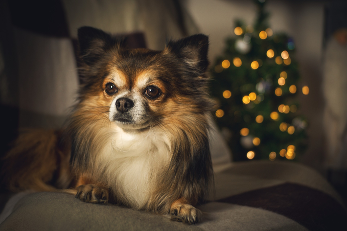 Posso dar ração cachorro grande para pet de pequeno porte?