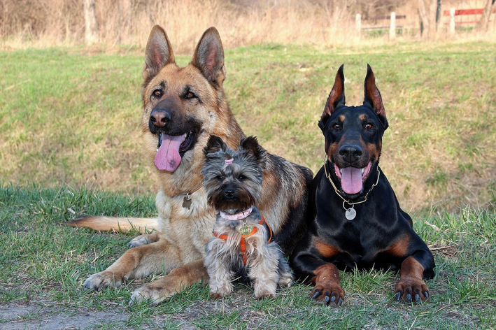 Onde encontrar ração para cachorro em conta?