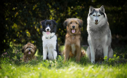 Cachorro pequeno pode comer ração de cachorro grande?