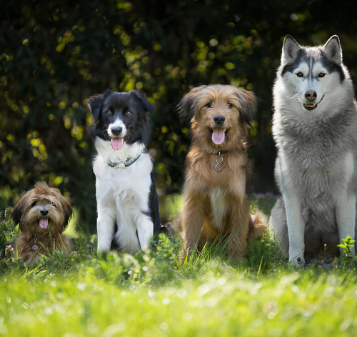 Cachorro pequeno pode comer ração de cachorro grande?