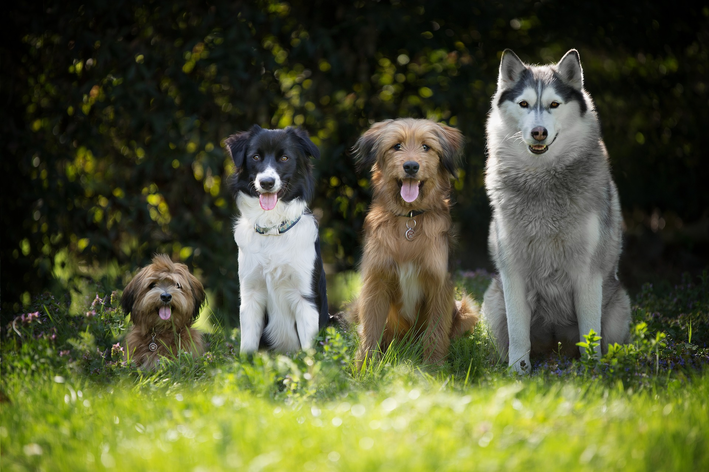 Cachorro pode comer ração cão de porte diferente?