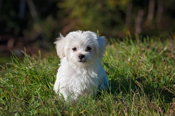 Cachorro pequeno pode comer ração de outro porte. verdade ou mito?