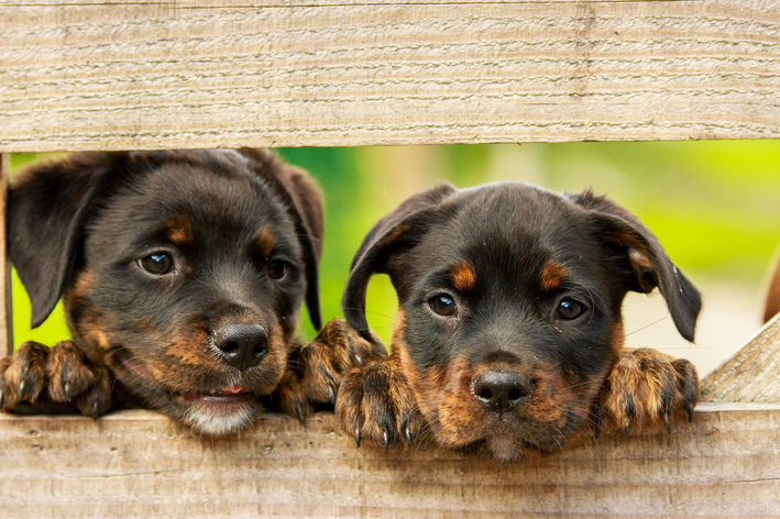 Saiba diferenciar os tipos de ração para cachorro?