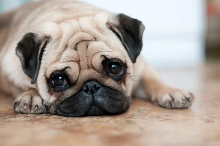 cachorro pug triste