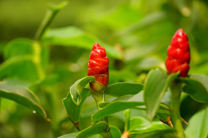 flor de cana do brejo