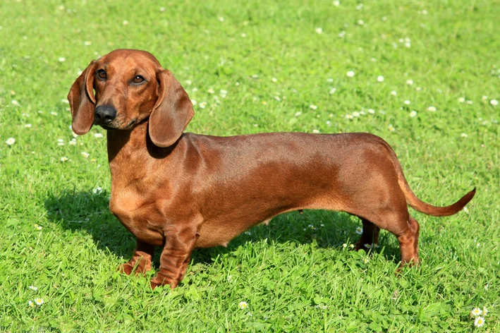 Dachshund no jardim