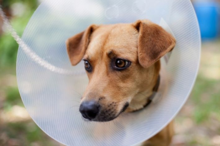 cachorro tratando escabiose canina