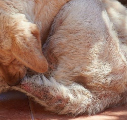 cachorro com escabiose canina