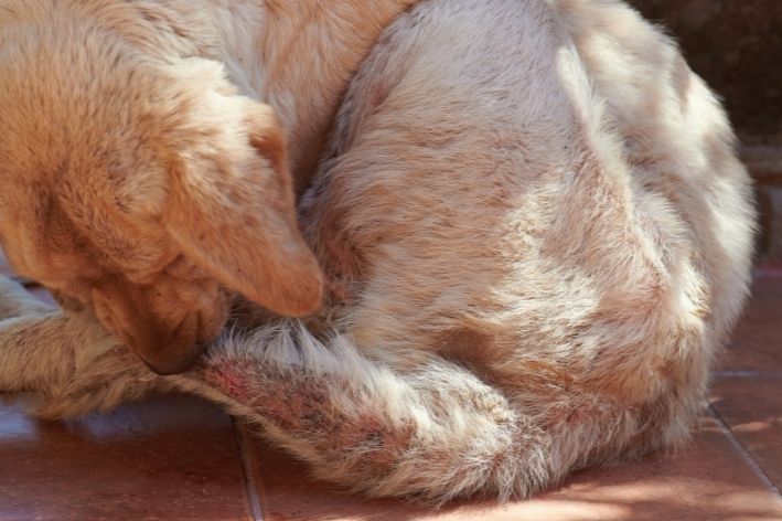 cachorro com escabiose canina