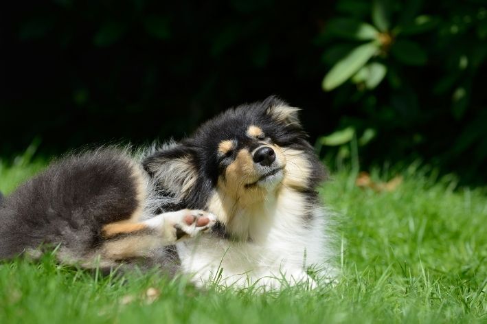 escabiose canina cachorro coçando