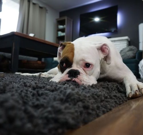 feocromocitoma em cães