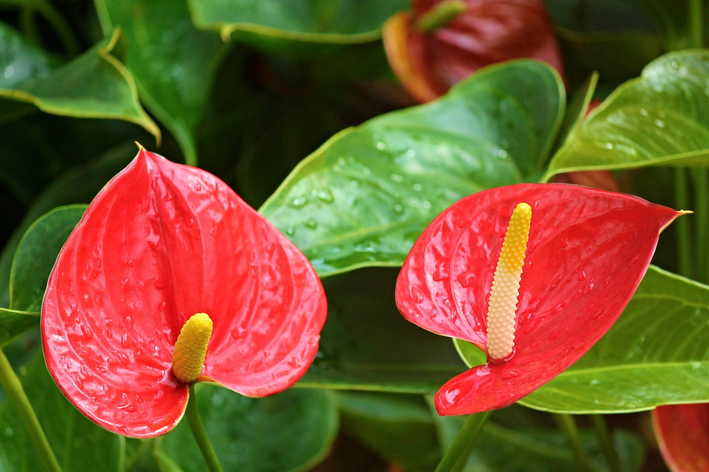 Antúrio plantas para jardim de inverno