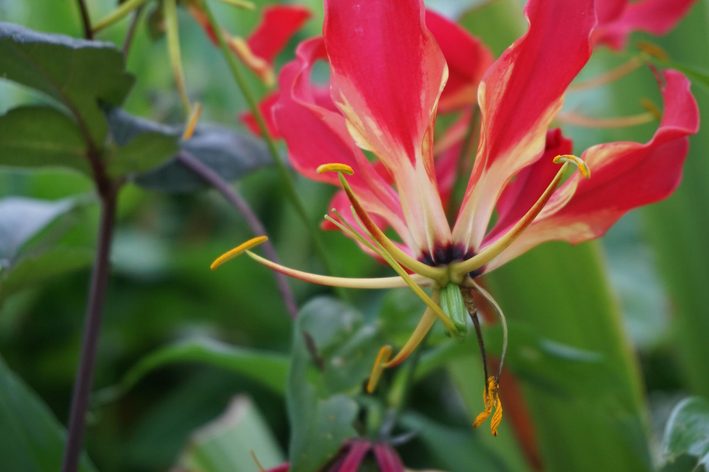 Gloriosa