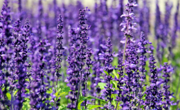 Lavanda