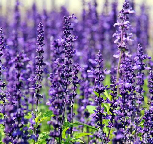 Lavanda