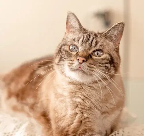 melhor ração para gatos idosos em 2025
