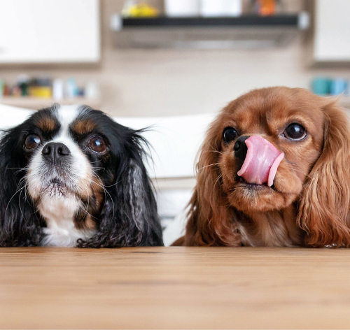 cachorros sentados com a lingua de fora