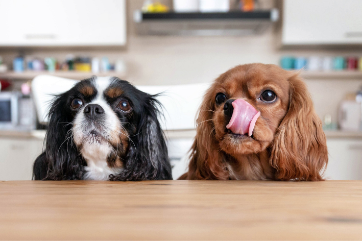 cachorros sentados com a lingua de fora