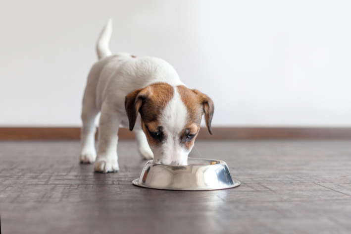 cachorro comendo ração no comedouro