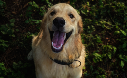 cachorro grande feliz olhando para cima