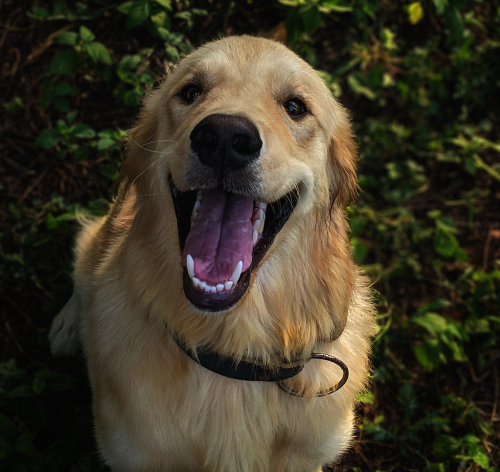 cachorro grande feliz olhando para cima