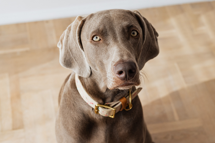 cachorro grande sério olhando para frente