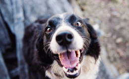 cachorro feliz com a boca aberta olhando para cima