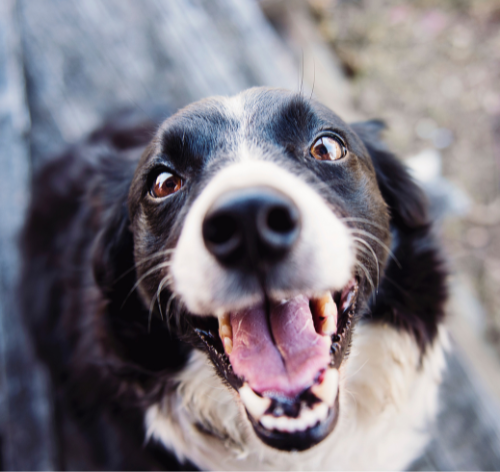cachorro feliz com a boca aberta olhando para cima