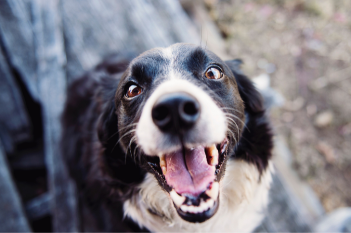 cachorro feliz com a boca aberta olhando para cima