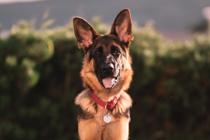 cachorro grande pastor alemão com a lingua de fora