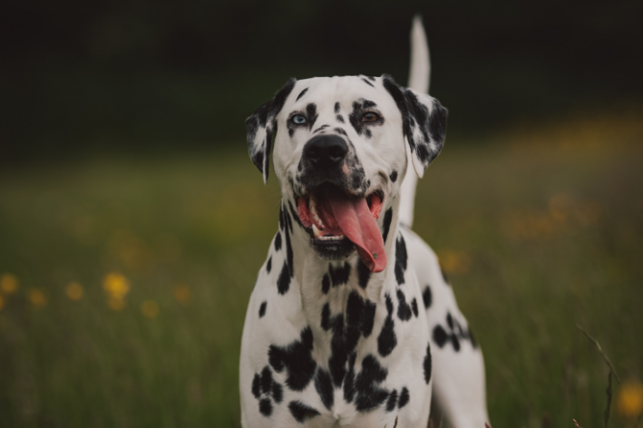 cachorro grande dalmata com a lingua de fora