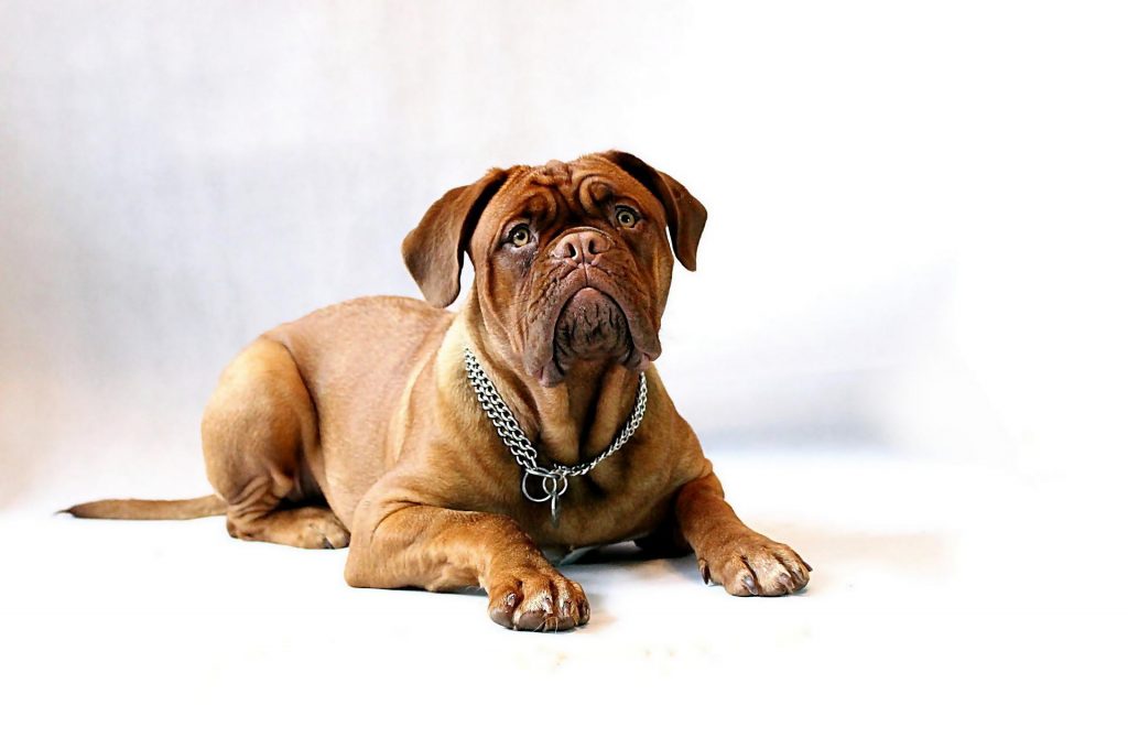 Cachorro sentado esperando sua ração sem conservante.