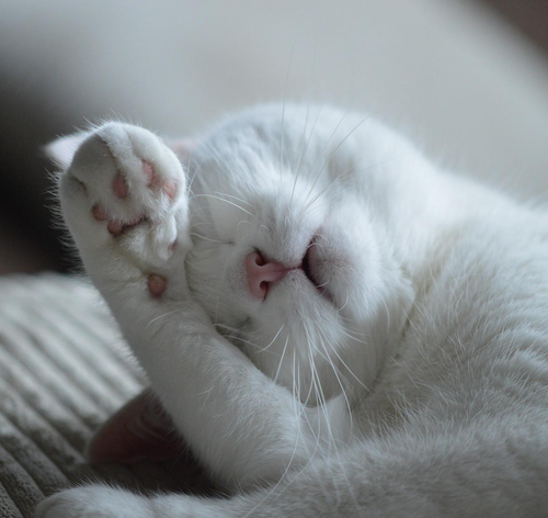 Ração Super Premium Gatos: conheça o top 5!