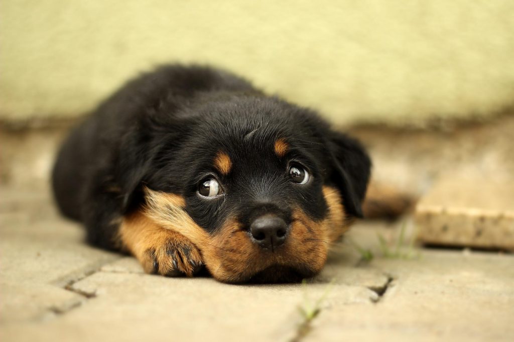 Cachorro deitado no chão