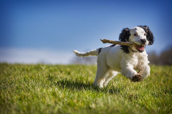 cachorro brincado na grama Ração Super Premium Natural