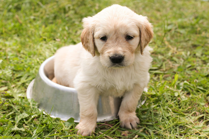 cachorro triste sentado no comedouro de ração.