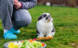 Coelho pode comer milho? Descubra!