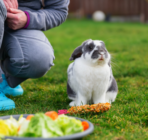Coelho pode comer milho? Descubra!