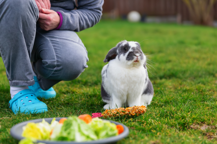 Coelho pode comer milho? Descubra!