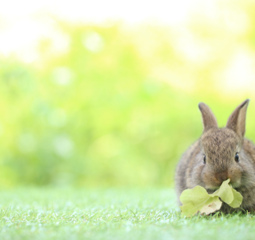 Descubra se coelho pode comer salsinha