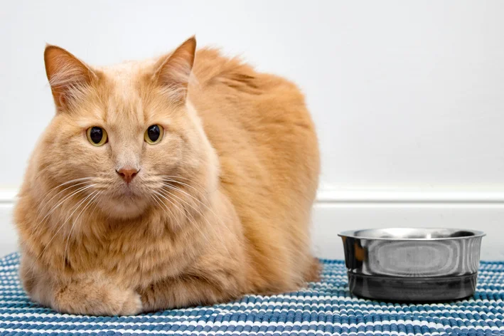 melhores rações para gatos castrados