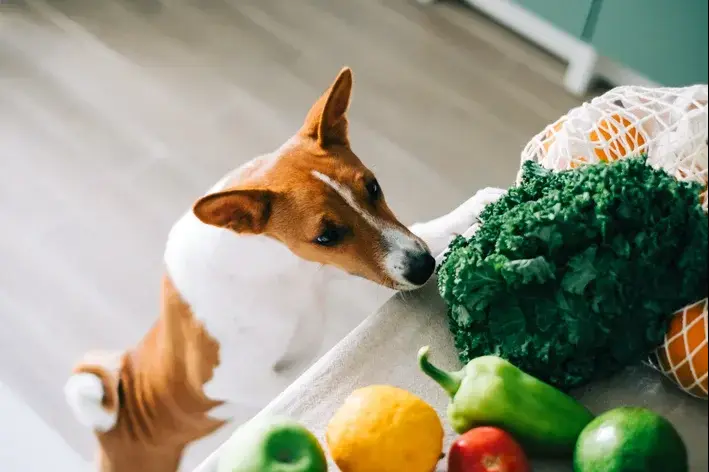 comida para cachorro