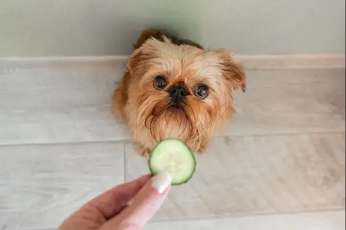 alimentação natural para cães