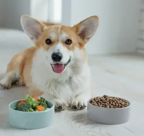alimentos naturais para cachorro