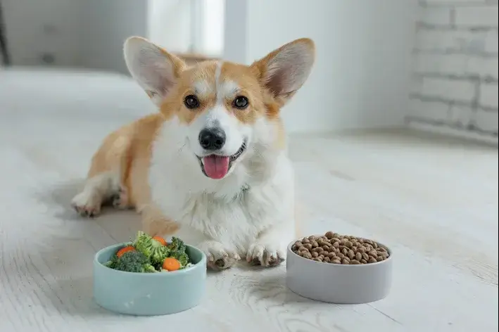 alimentos naturais para cachorro